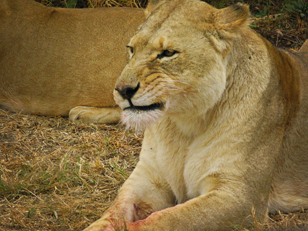Lion Park Lion Park
