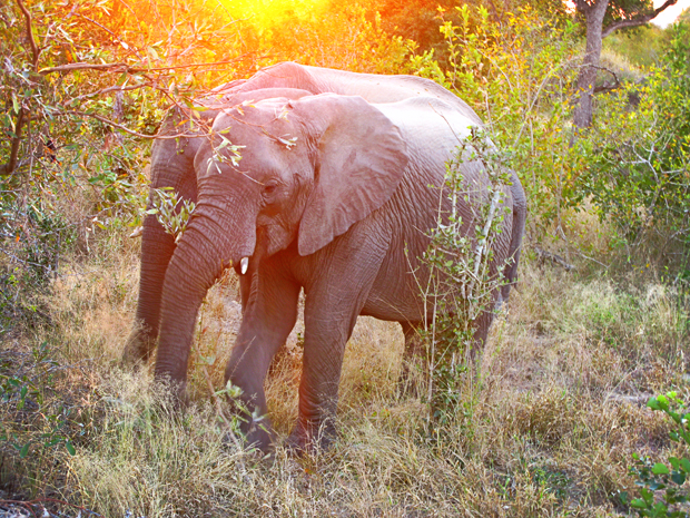 Elephant Plains Safari