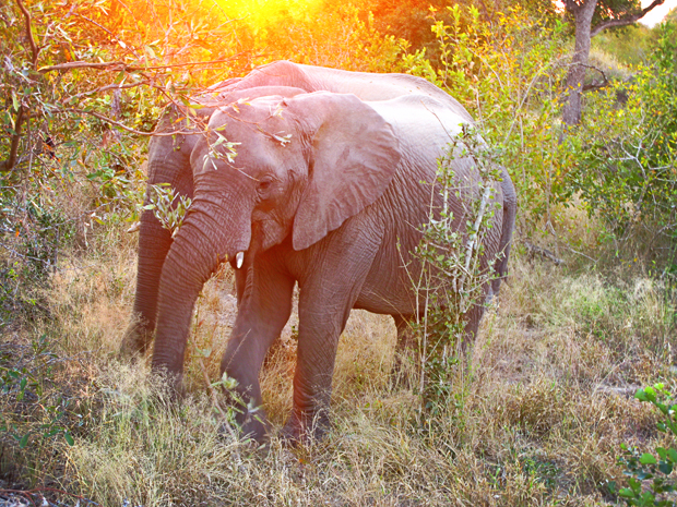 Elephant Plains Safari Elephant Plains Safari