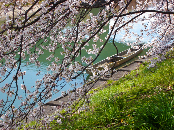 sakura boat