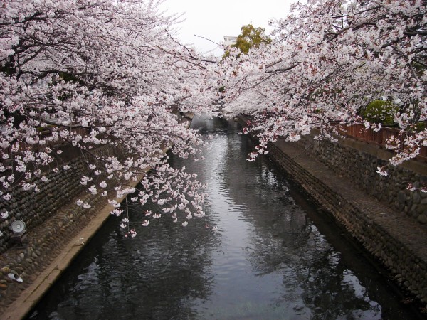 sakura over waterway