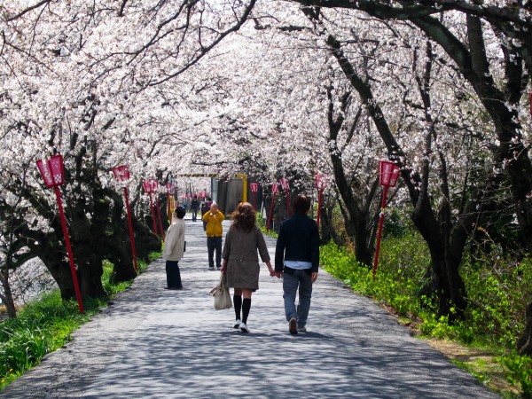 sakura couple