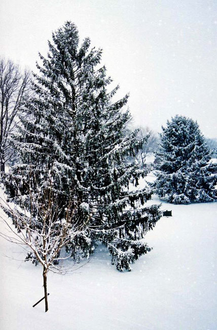 Pennsylvania Winter Tree with Snow