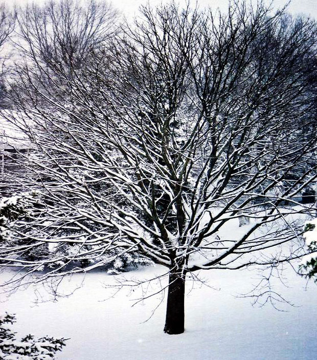 Pennsylvania Winter Tree with Snow