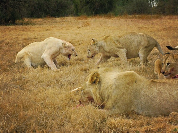 Lion Park South Africa