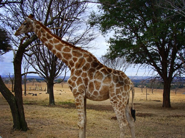 Lion Park South Africa Giraffe