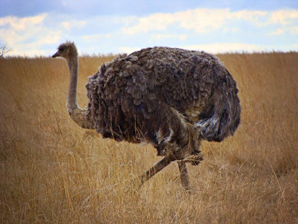 Lion Park South Africa Ostrich