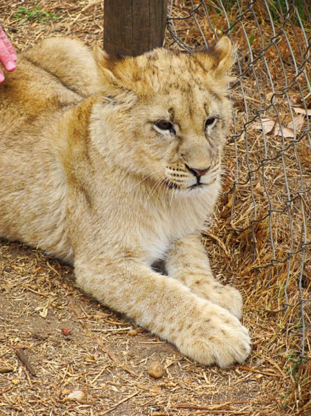 Lion Park South Africa Cub