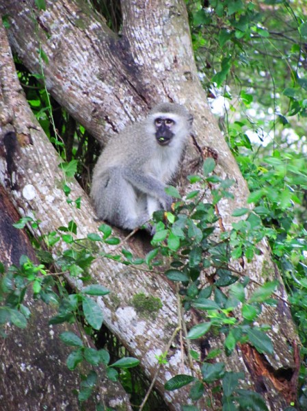 st lucia south africa monkey