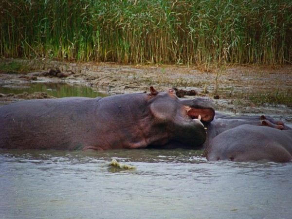 st lucia south africa hippo