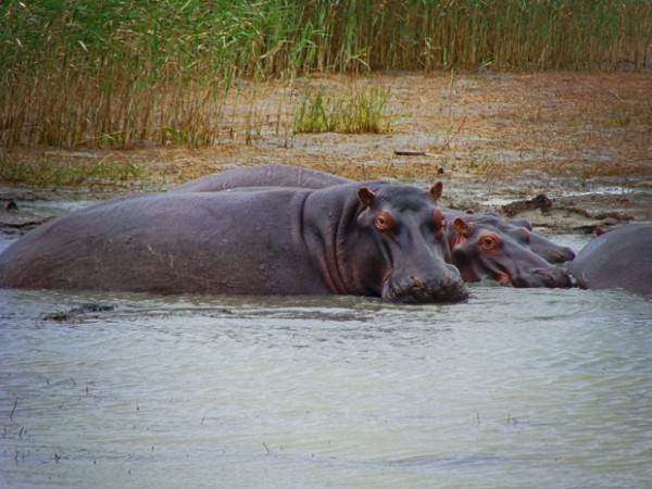 st lucia south africa hippo