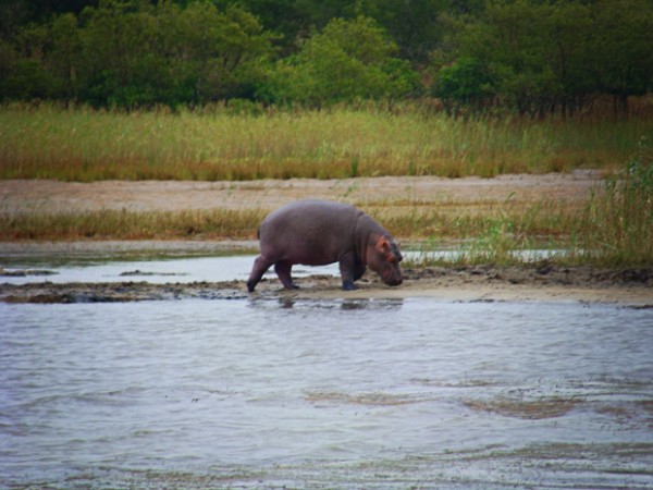 st lucia south africa hippo