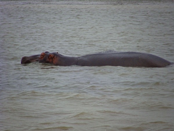 st lucia south africa hippo