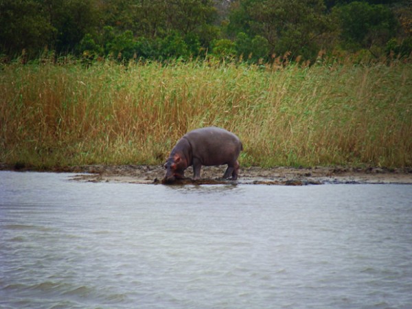 st lucia south africa hippo