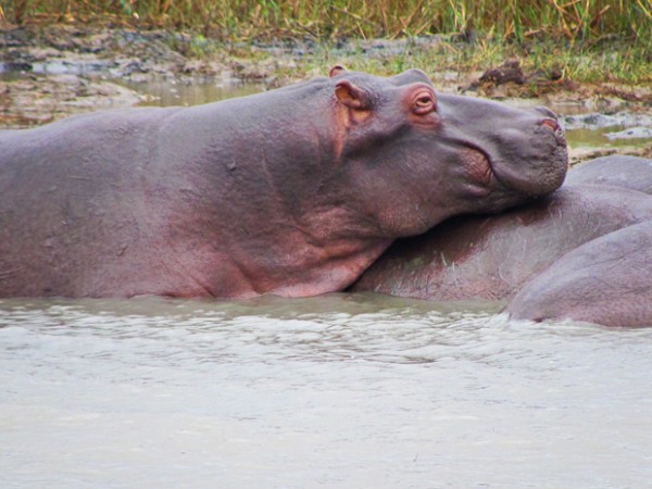 st lucia south africa hippo