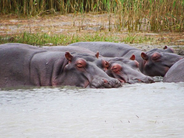 st lucia south africa hippo