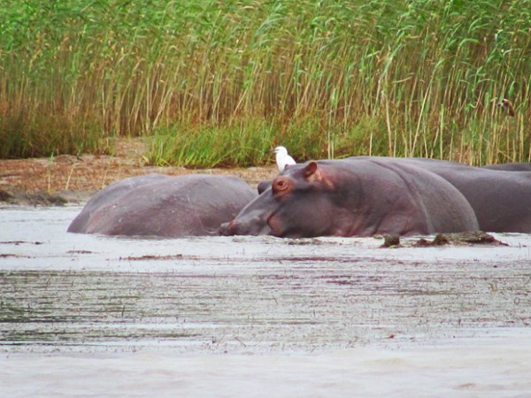 st lucia south africa hippo