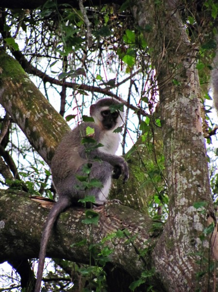 st lucia south africa monkey