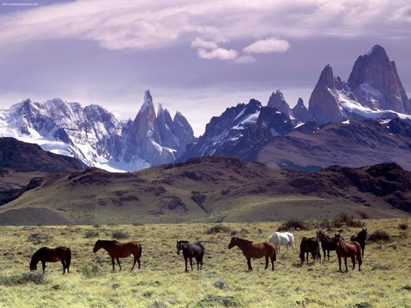 Patagonia horses