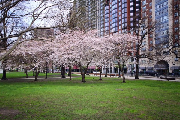 boston commons spring