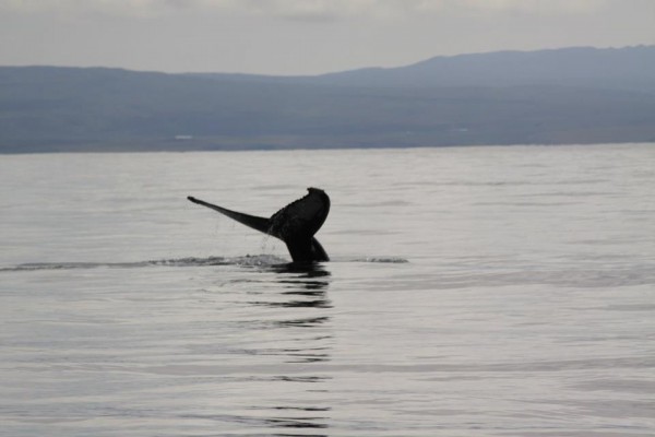 north sailing iceland whale watching