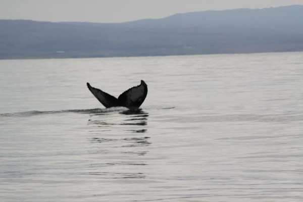 north sailing iceland whale watching