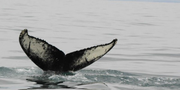 north sailing iceland whale watching