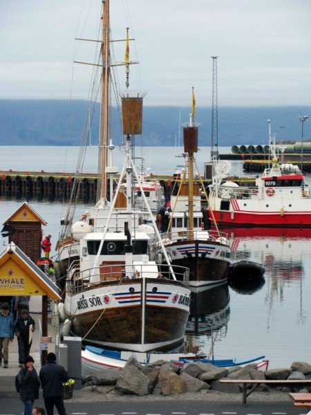 north sailing iceland whale watching