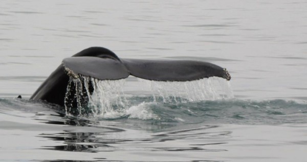 north sailing iceland whale watching