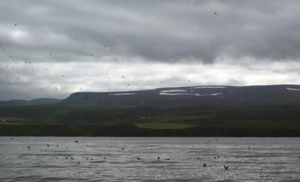 north sailing iceland puffin whale watching