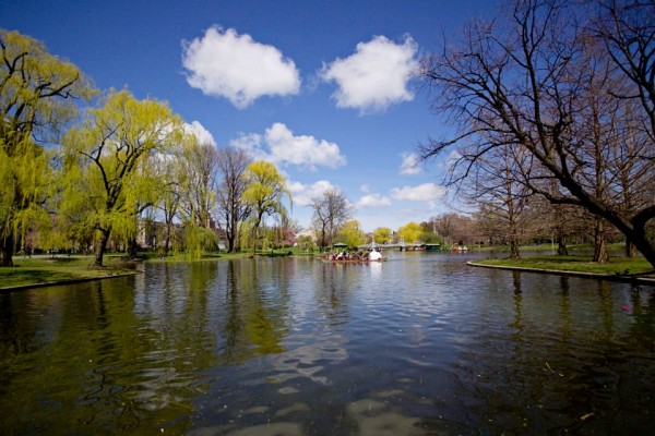 boston commons swan pond spring