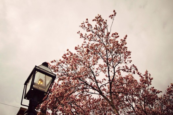 boston spring bloom flowers