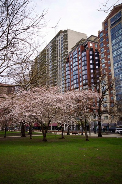 boston commons spring