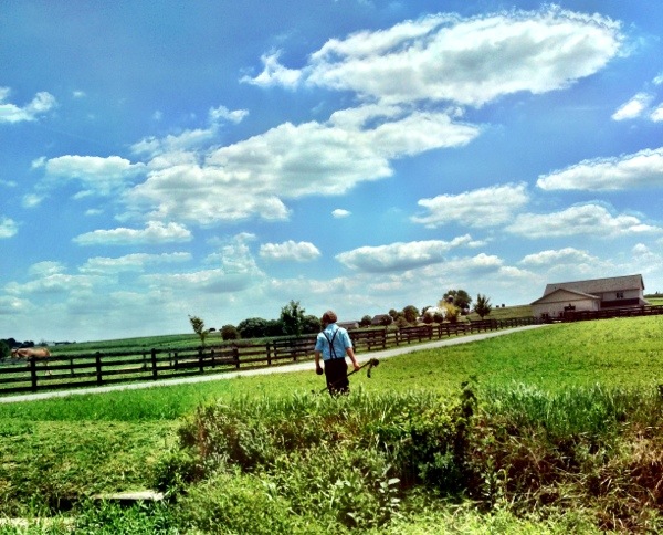 Amish tending to farm