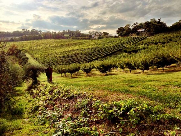 altavita vineyard