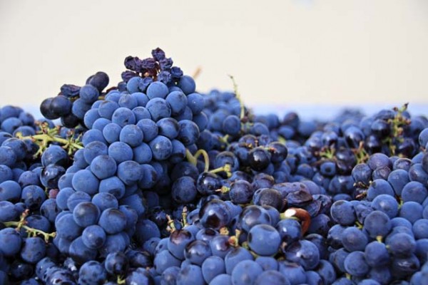 red grapes altavita vineyards
