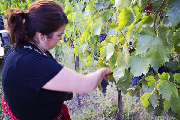 harvesting grapes
