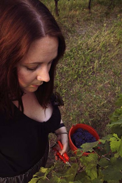 harvesting grapes