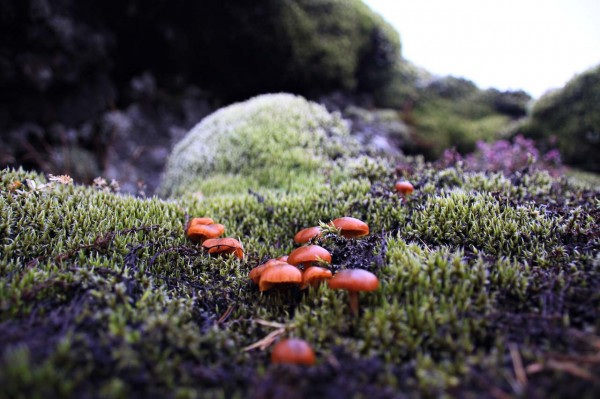 mushrooms in iceland