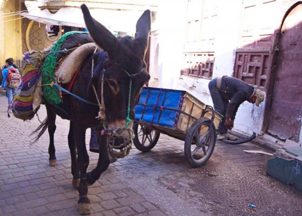 fes morocco fez maroc