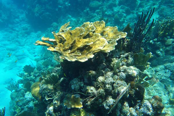 snorkeling roatan honduras