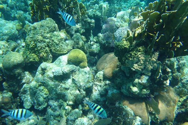 snorkeling roatan honduras