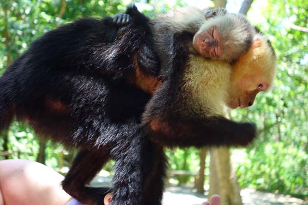 monkeys gumbalimba park roatan honduras