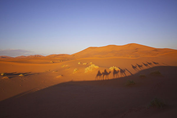 sahara desert morocco camel shadows