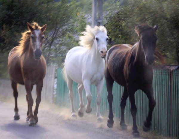 horses running neamt county romania
