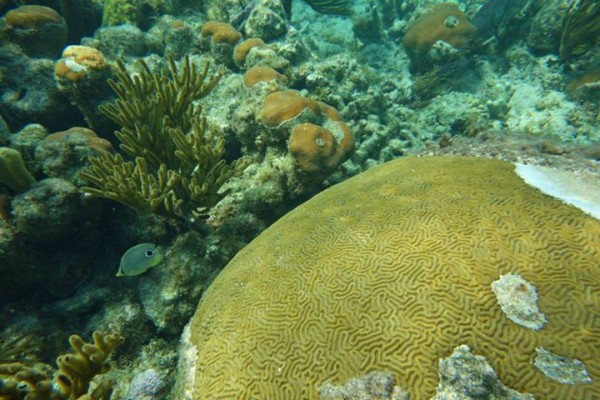 Coral reef while scuba diving in Roatan, Hondruas