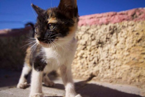 kitten fes morocco