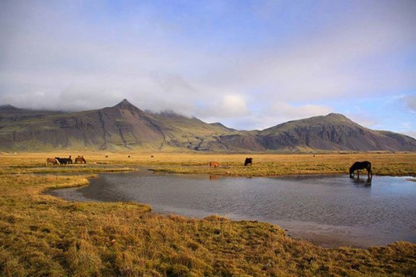 Horses on the countryside in Iceland