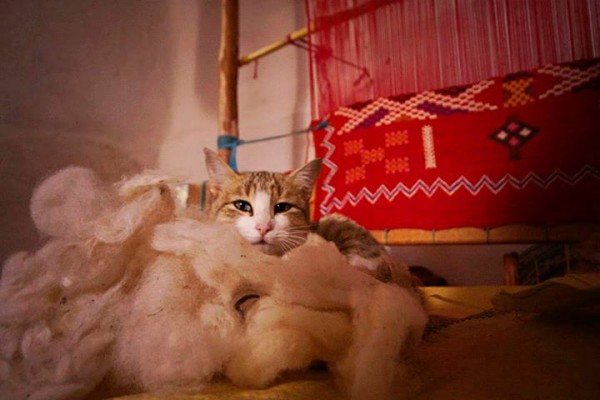 moroccan cat