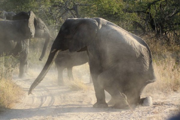 Elephant taking a seat at Elephant Plains on safari in South Africa